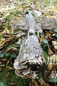微享加逾期5天還了還能借嗎，微享加：逾期5天還款后是否能再次借款？